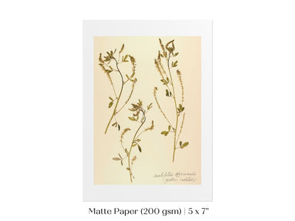 Pressed Flower Art Print | Clover | P435 - Single Art Prints - Piccolo Fiore Prints