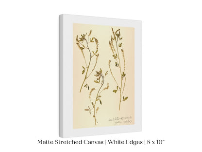 Pressed Flower Art Print | Clover | P435 - Single Art Prints - Piccolo Fiore Prints