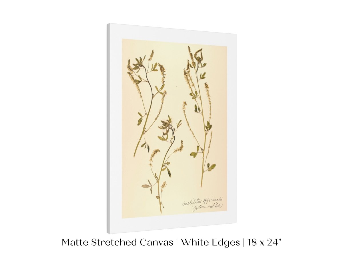 Pressed Flower Art Print | Clover | P435 - Single Art Prints - Piccolo Fiore Prints