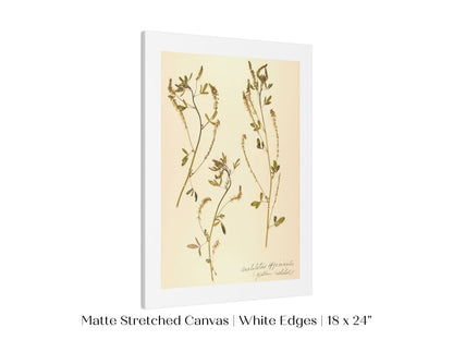 Pressed Flower Art Print | Clover | P435 - Single Art Prints - Piccolo Fiore Prints