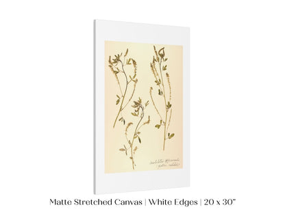 Pressed Flower Art Print | Clover | P435 - Single Art Prints - Piccolo Fiore Prints