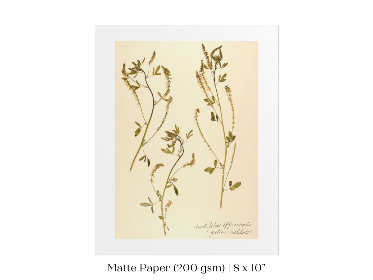Pressed Flower Art Print | Clover | P435 - Single Art Prints - Piccolo Fiore Prints