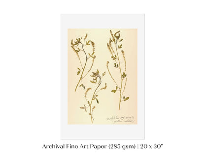 Pressed Flower Art Print | Clover | P435 - Single Art Prints - Piccolo Fiore Prints