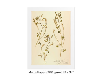 Pressed Flower Art Print | Clover | P435 - Single Art Prints - Piccolo Fiore Prints