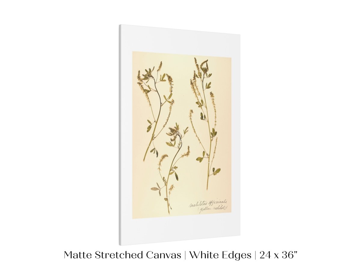 Pressed Flower Art Print | Clover | P435 - Single Art Prints - Piccolo Fiore Prints