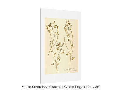 Pressed Flower Art Print | Clover | P435 - Single Art Prints - Piccolo Fiore Prints