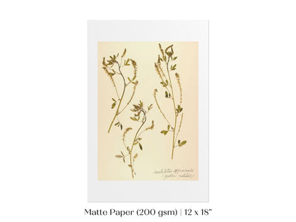 Pressed Flower Art Print | Clover | P435 - Single Art Prints - Piccolo Fiore Prints