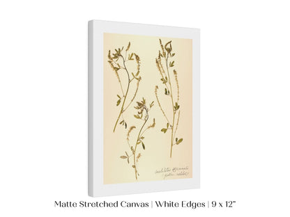 Pressed Flower Art Print | Clover | P435 - Single Art Prints - Piccolo Fiore Prints