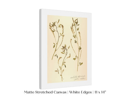 Pressed Flower Art Print | Clover | P435 - Single Art Prints - Piccolo Fiore Prints