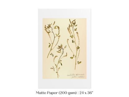 Pressed Flower Art Print | Clover | P435 - Single Art Prints - Piccolo Fiore Prints