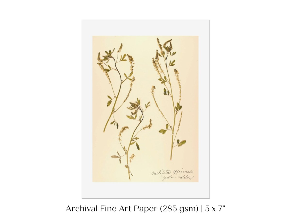 Pressed Flower Art Print | Clover | P435 - Single Art Prints - Piccolo Fiore Prints
