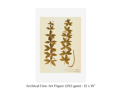 Pressed Flower Art Print | Crosswort | P432 - Single Art Prints - Piccolo Fiore Prints