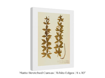Pressed Flower Art Print | Crosswort | P432 - Single Art Prints - Piccolo Fiore Prints