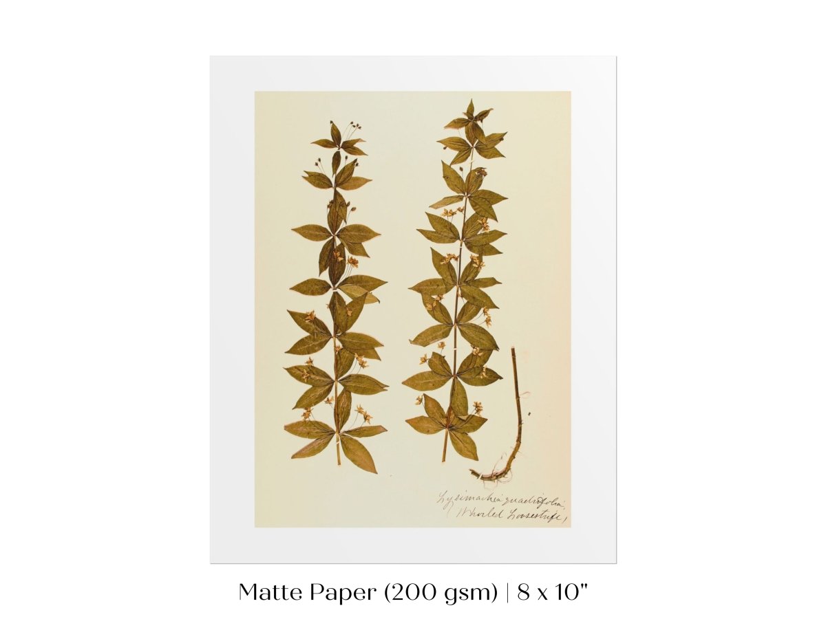 Pressed Flower Art Print | Crosswort | P432 - Single Art Prints - Piccolo Fiore Prints