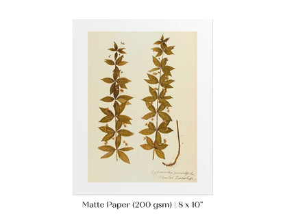 Pressed Flower Art Print | Crosswort | P432 - Single Art Prints - Piccolo Fiore Prints