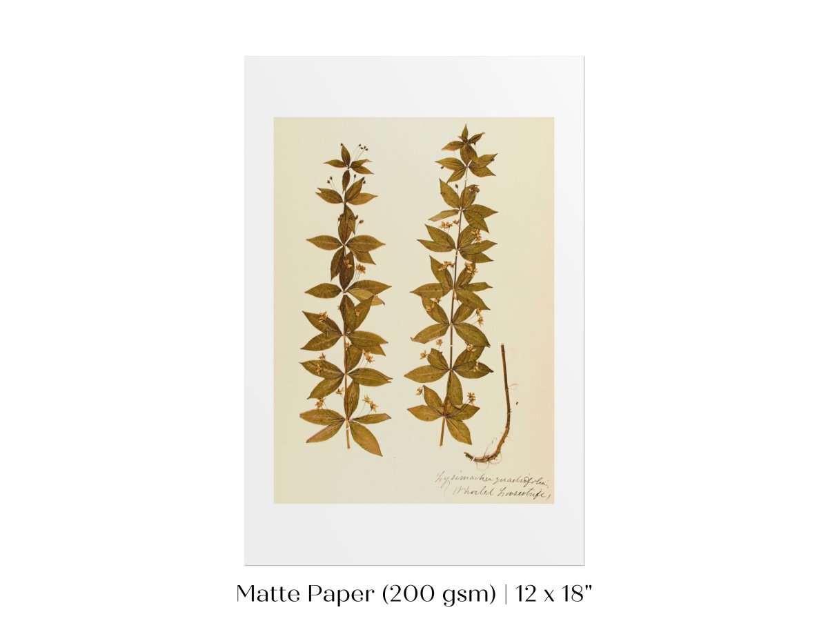 Pressed Flower Art Print | Crosswort | P432 - Single Art Prints - Piccolo Fiore Prints