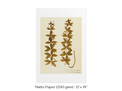 Pressed Flower Art Print | Crosswort | P432 - Single Art Prints - Piccolo Fiore Prints