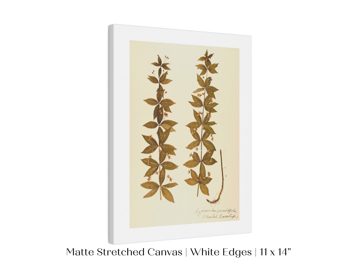 Pressed Flower Art Print | Crosswort | P432 - Single Art Prints - Piccolo Fiore Prints