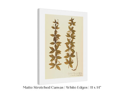 Pressed Flower Art Print | Crosswort | P432 - Single Art Prints - Piccolo Fiore Prints