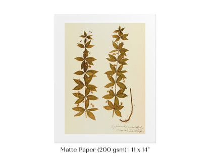 Pressed Flower Art Print | Crosswort | P432 - Single Art Prints - Piccolo Fiore Prints
