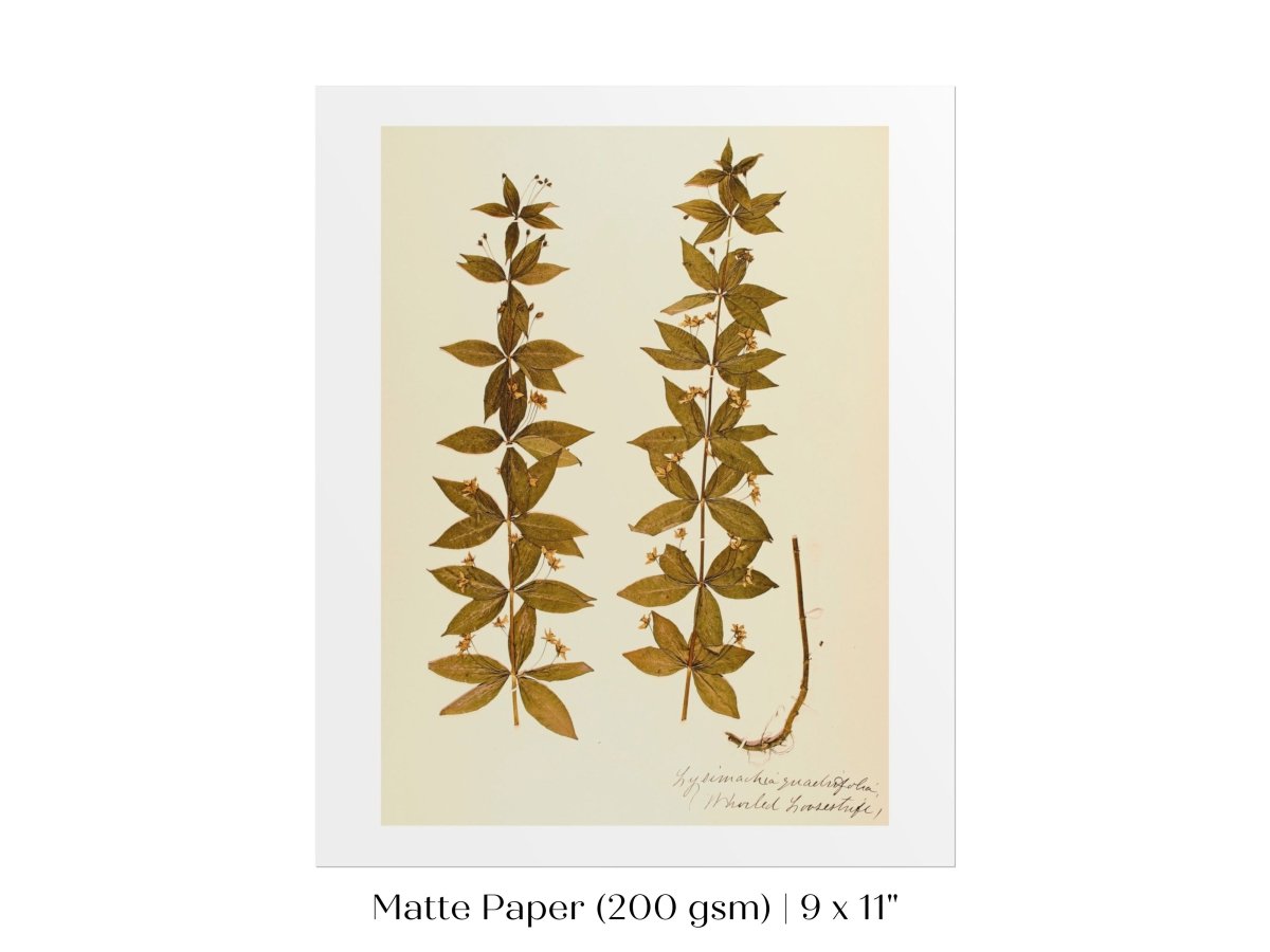 Pressed Flower Art Print | Crosswort | P432 - Single Art Prints - Piccolo Fiore Prints