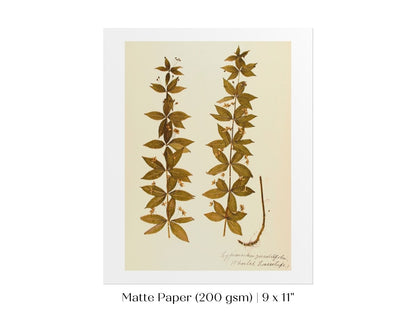 Pressed Flower Art Print | Crosswort | P432 - Single Art Prints - Piccolo Fiore Prints