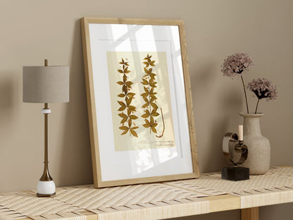 Pressed Flower Art Print | Crosswort | P432 - Single Art Prints - Piccolo Fiore Prints