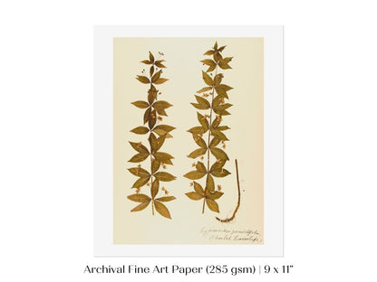 Pressed Flower Art Print | Crosswort | P432 - Single Art Prints - Piccolo Fiore Prints