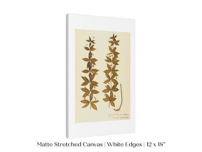Pressed Flower Art Print | Crosswort | P432 - Single Art Prints - Piccolo Fiore Prints