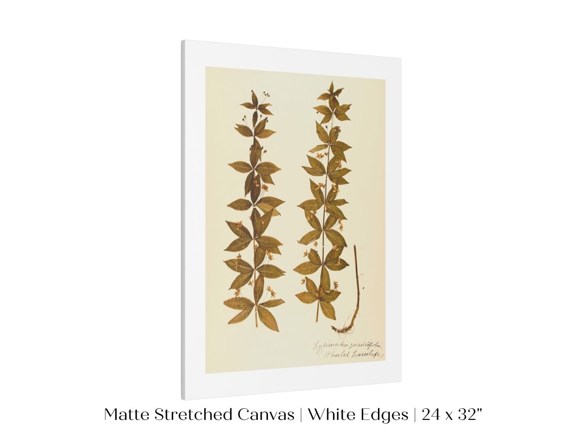 Pressed Flower Art Print | Crosswort | P432 - Single Art Prints - Piccolo Fiore Prints