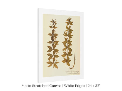 Pressed Flower Art Print | Crosswort | P432 - Single Art Prints - Piccolo Fiore Prints