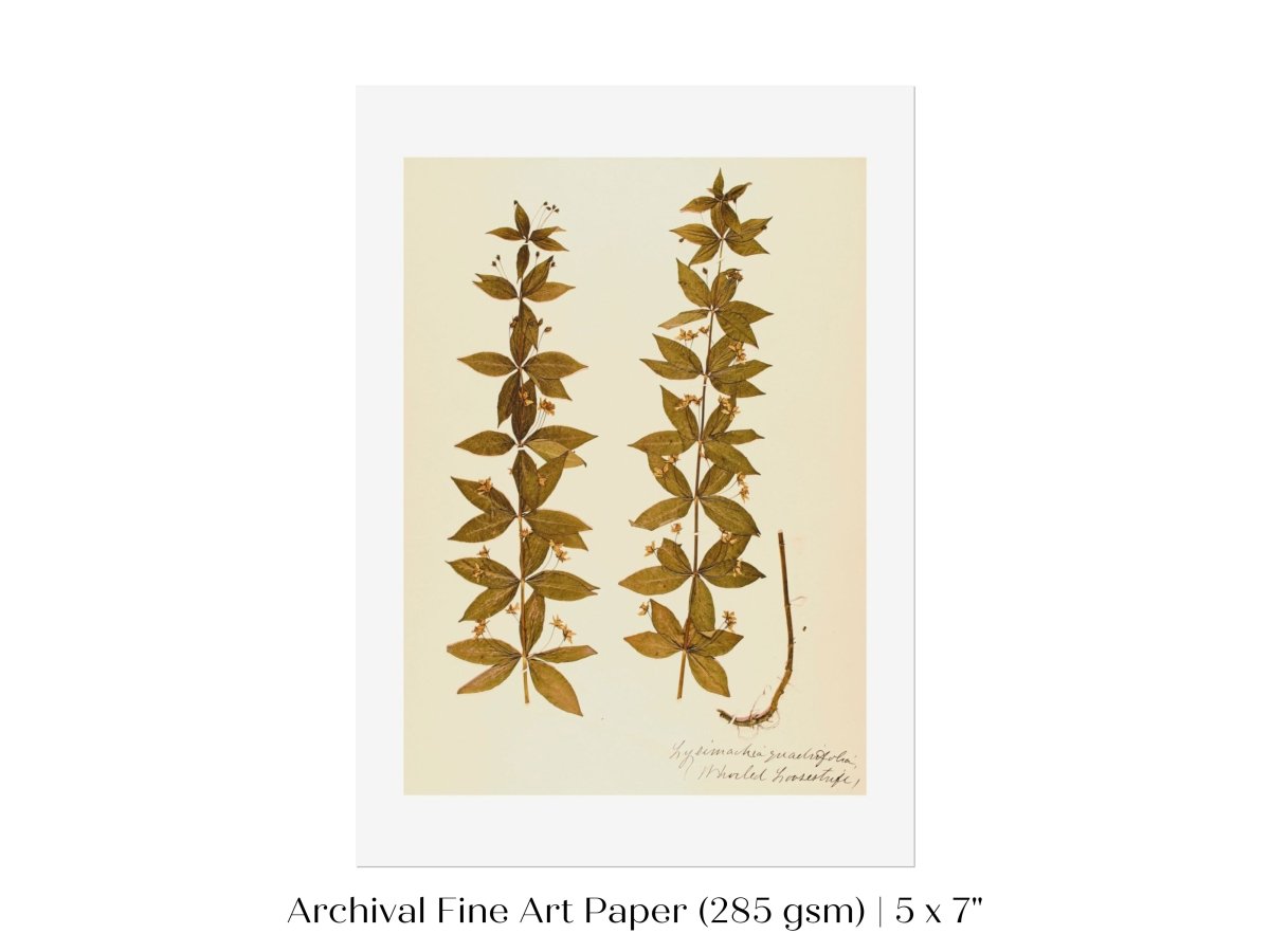 Pressed Flower Art Print | Crosswort | P432 - Single Art Prints - Piccolo Fiore Prints