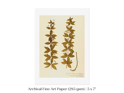 Pressed Flower Art Print | Crosswort | P432 - Single Art Prints - Piccolo Fiore Prints