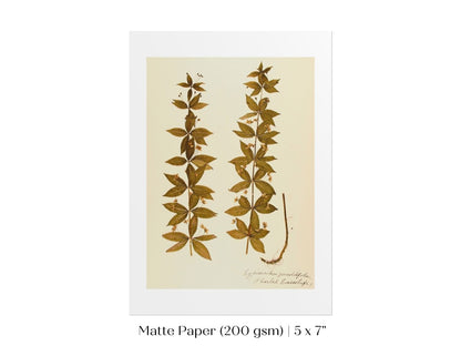 Pressed Flower Art Print | Crosswort | P432 - Single Art Prints - Piccolo Fiore Prints
