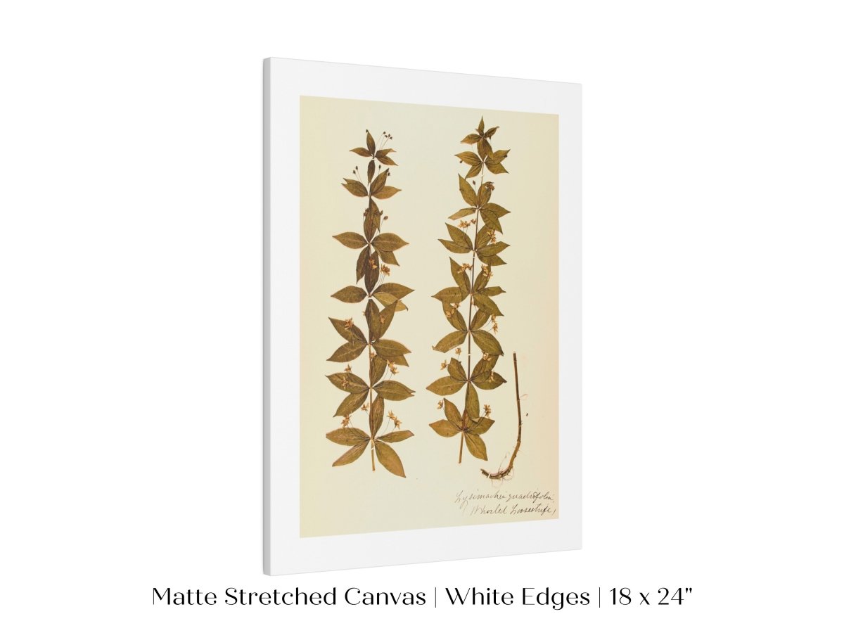 Pressed Flower Art Print | Crosswort | P432 - Single Art Prints - Piccolo Fiore Prints