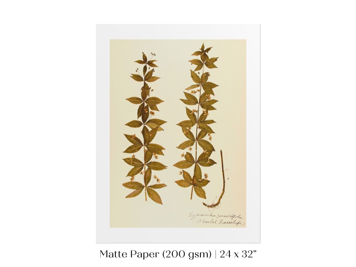Pressed Flower Art Print | Crosswort | P432 - Single Art Prints - Piccolo Fiore Prints