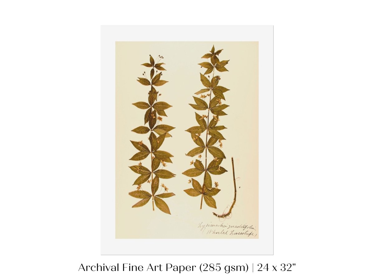 Pressed Flower Art Print | Crosswort | P432 - Single Art Prints - Piccolo Fiore Prints