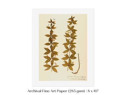 Pressed Flower Art Print | Crosswort | P432 - Single Art Prints - Piccolo Fiore Prints