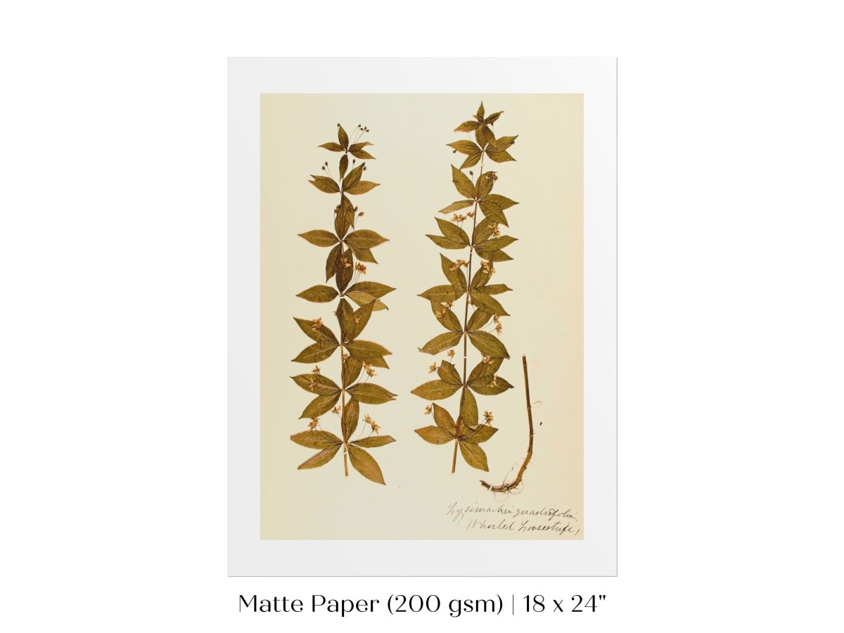 Pressed Flower Art Print | Crosswort | P432 - Single Art Prints - Piccolo Fiore Prints