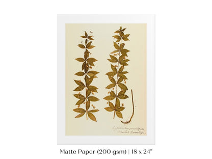 Pressed Flower Art Print | Crosswort | P432 - Single Art Prints - Piccolo Fiore Prints
