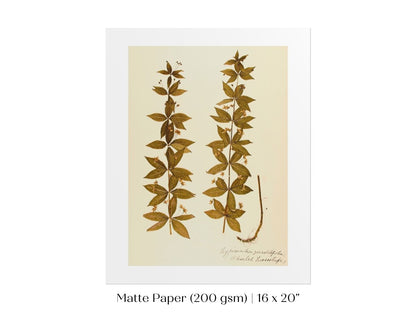 Pressed Flower Art Print | Crosswort | P432 - Single Art Prints - Piccolo Fiore Prints