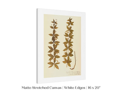 Pressed Flower Art Print | Crosswort | P432 - Single Art Prints - Piccolo Fiore Prints
