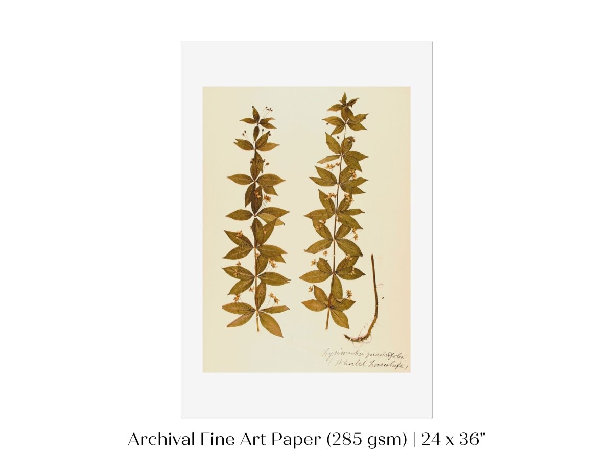 Pressed Flower Art Print | Crosswort | P432 - Single Art Prints - Piccolo Fiore Prints
