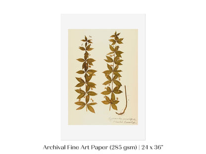 Pressed Flower Art Print | Crosswort | P432 - Single Art Prints - Piccolo Fiore Prints
