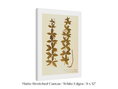 Pressed Flower Art Print | Crosswort | P432 - Single Art Prints - Piccolo Fiore Prints