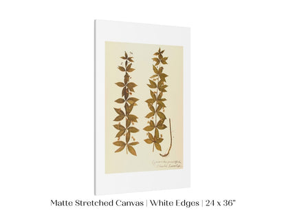 Pressed Flower Art Print | Crosswort | P432 - Single Art Prints - Piccolo Fiore Prints