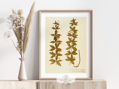 Pressed Flower Art Print | Crosswort | P432 - Single Art Prints - Piccolo Fiore Prints