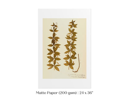 Pressed Flower Art Print | Crosswort | P432 - Single Art Prints - Piccolo Fiore Prints
