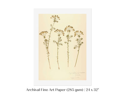 Pressed Flower Art Print | Euphorbia | P431 - Single Art Prints - Piccolo Fiore Prints