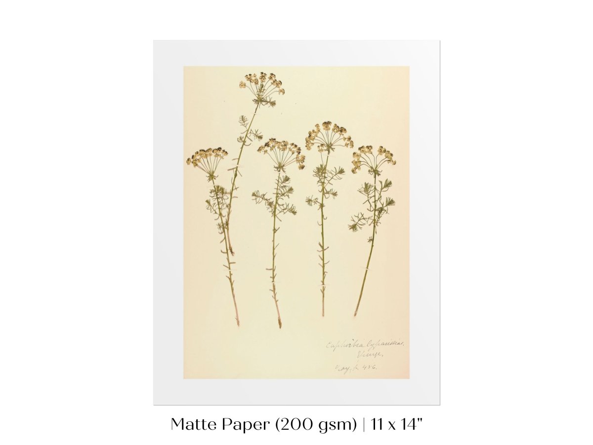 Pressed Flower Art Print | Euphorbia | P431 - Single Art Prints - Piccolo Fiore Prints